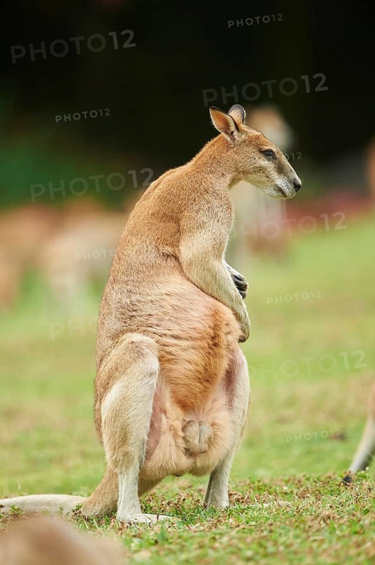 Close-up of an agile wallaby (Macropus agilis) on a meadow wildlife in Australia