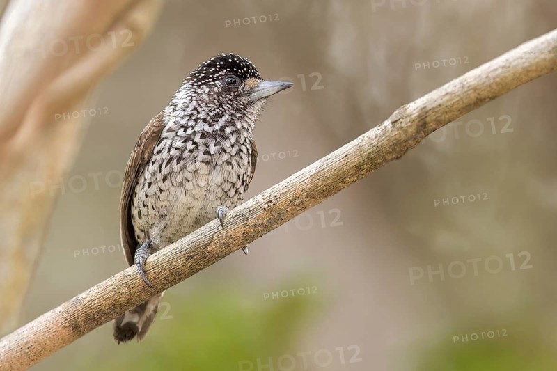 White-wedged Piculet (Picumnus albosquamatus) perched on a branch in the Pantanal of Brazil