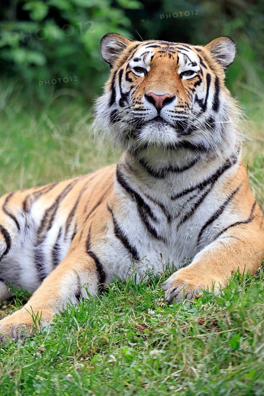 Siberian tiger (Panthera tigris altaica), adult, alert, in the grass, portrait