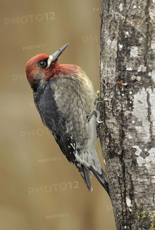 Red-breasted Sapsucker (Sphyrapicus ruber), British Columbia, Canada