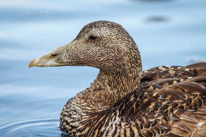 Common Eider (Somateria mollissima), female, Seahouses, United Kingdom