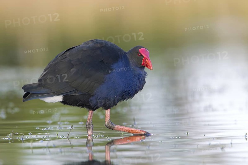 Australasian Swamphen (Porphyrio melanotus melanotus), Victoria, Australia