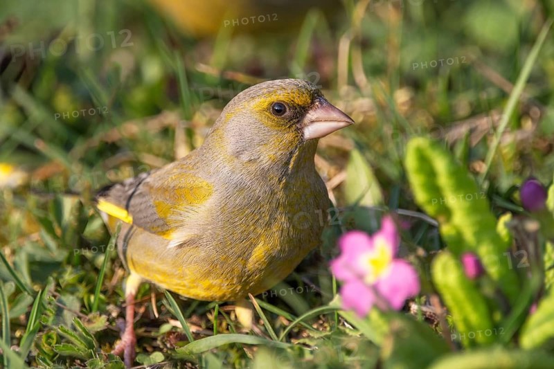 A male greenfinch (Carduelis cloris) sitting in a meadow next to pink flowers in spring, Baden-Württemberg, Germany