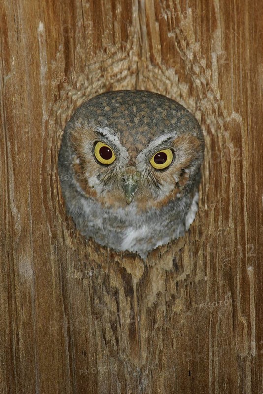 Elf Owl (Micrathene whitneyi), Arizona, USA