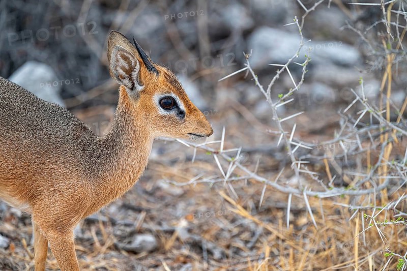 Damara dik-dik or kirk dik-dik (Madoqua kirkii), adult animal in the undergrowth, Etosha National Park, Namibia
