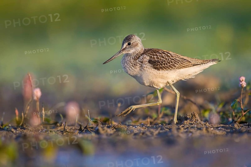 Common Greenshank (Tringa nebularia) foraging, Poland