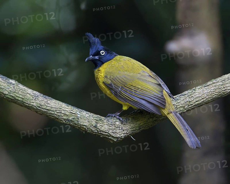 Black-crested Bulbul (Pycnonotus flaviventris), Thailand