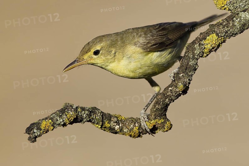 Melodious Warbler (Hippolais polyglotta), Extremadura, Spain