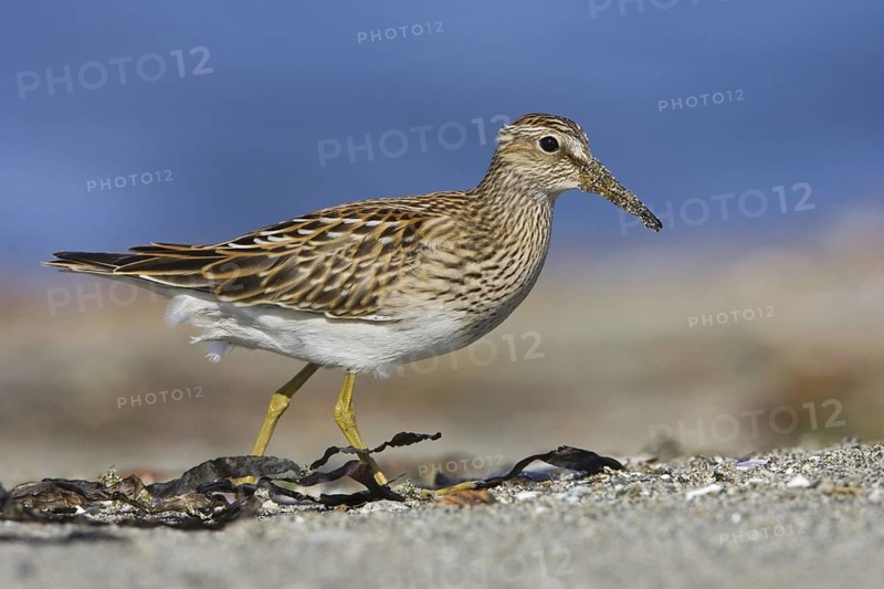 Pectoral Sandpiper (Calidris melanotos), British Columbia, Canada