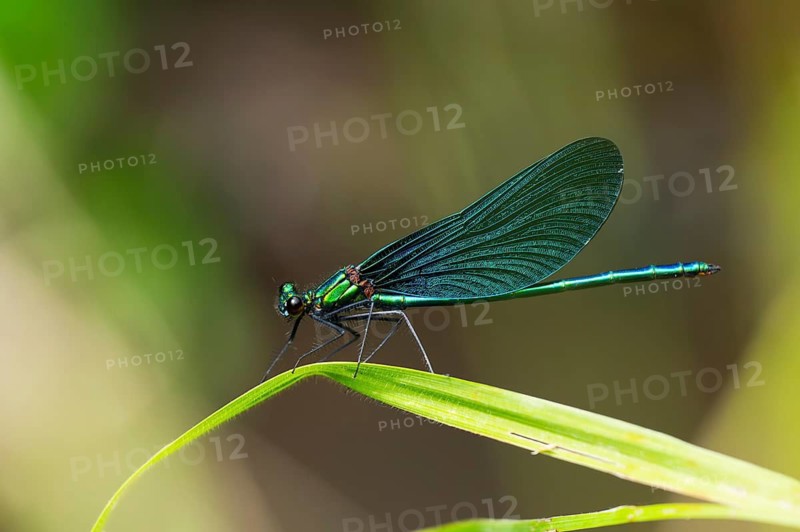Beautiful demoiselle (Calopteryx virgo) damselfly sitting on a blade of grass, Bavaria, Germany