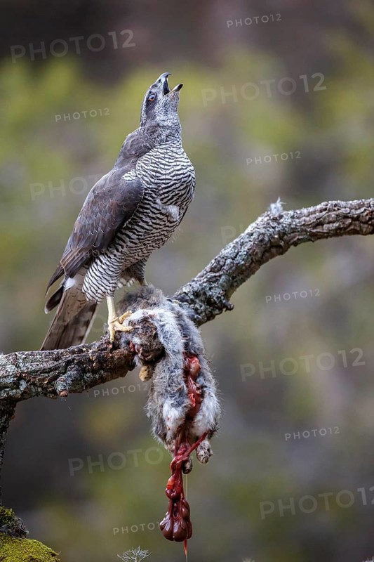 Northern Goshawk (Accipiter gentilis) female with prey, Madrid, Spain