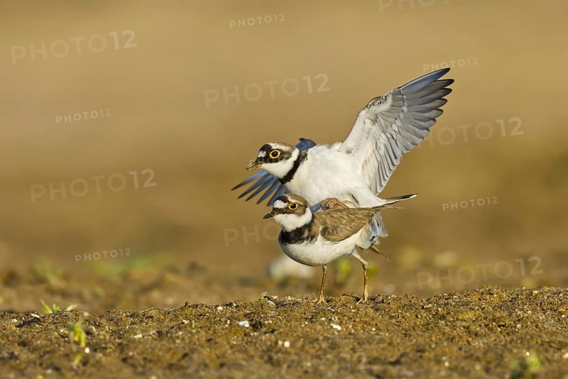 Little Ringed Plover (Charadrius dubius) pair mating, North Rhine-Westphalia, Germany