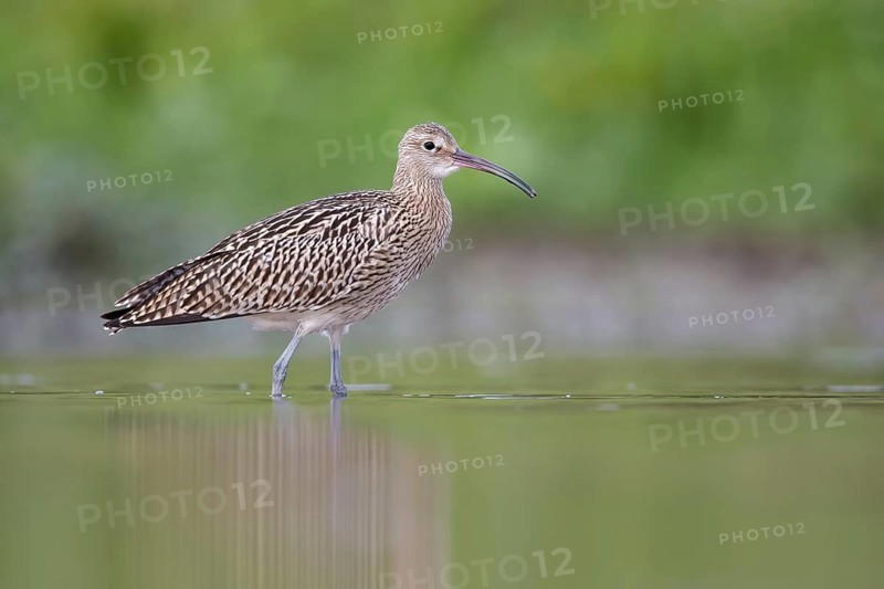 Eurasian Curlew (Numenius arquata) foraging, Poland