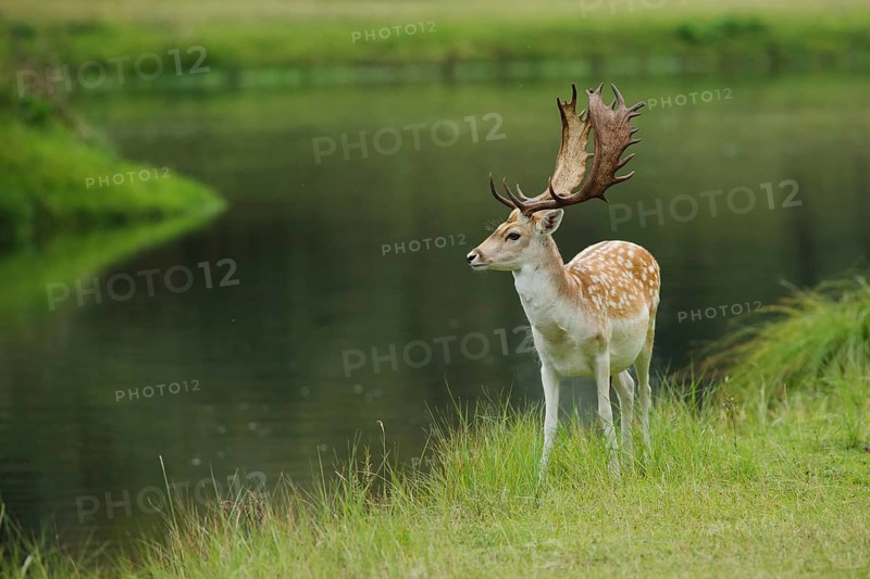 Male fallow deer (Dama dama) on the shore, lake, landscape, Amsterdamse Waterleidingduinen, Amsterdam water pipe dunes, North Holland, Netherlands