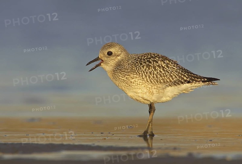 Grey Plover (Pluvialis squatarola), Ohio, USA