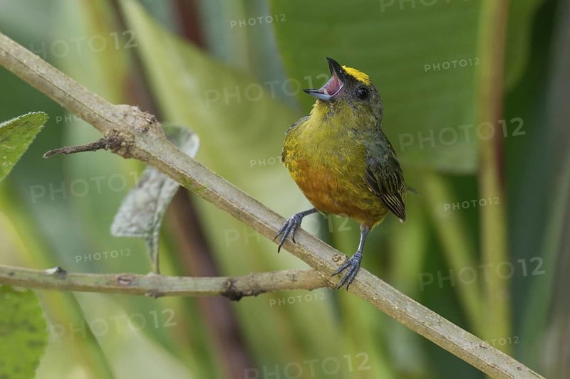 Olive-backed Euphonia (Euphonia gouldi) male singing, Costa Rica
