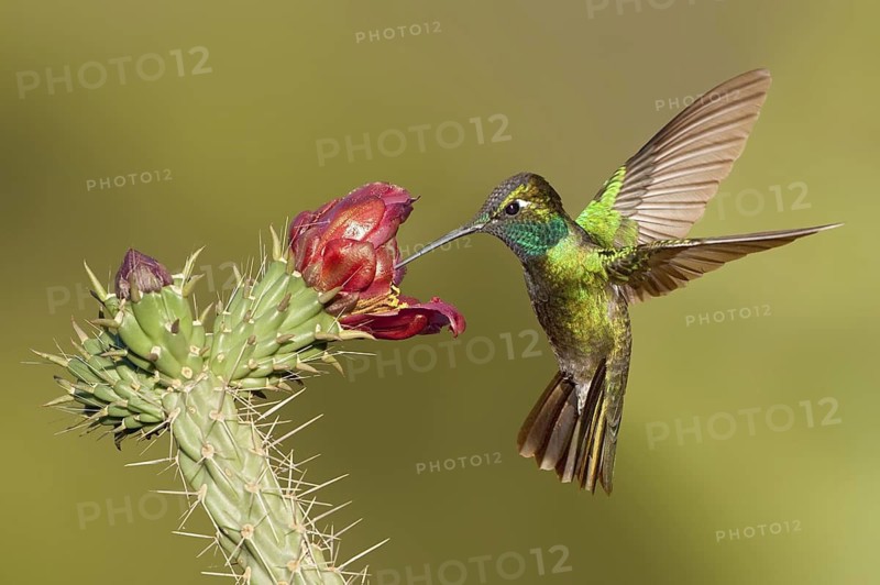 Rivoli's Hummingbird (Eugenes fulgens), Arizona, USA