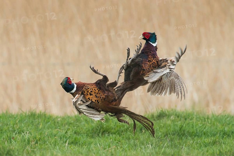 Common Pheasant (Phasianus colchicus) fighting males during courtship, Schleswig-Holstein, Germany