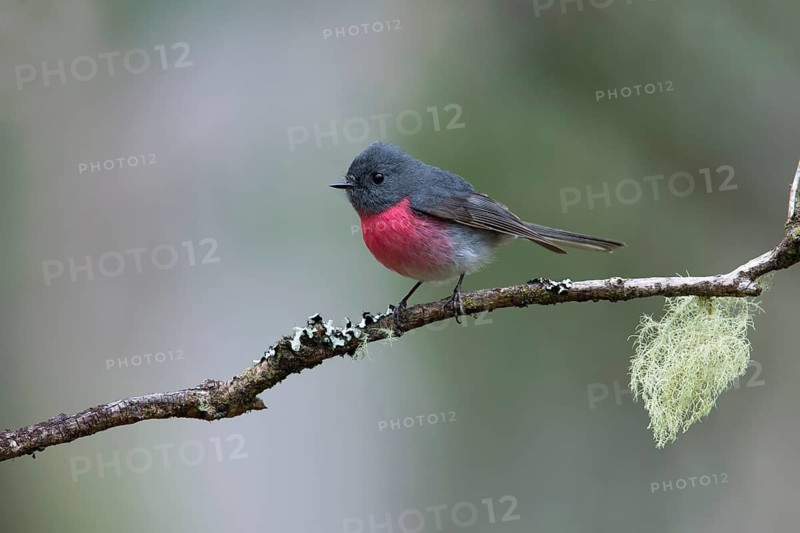 Rose Robin (Petroica rosea) male perched on a branch, Victoria, Australia