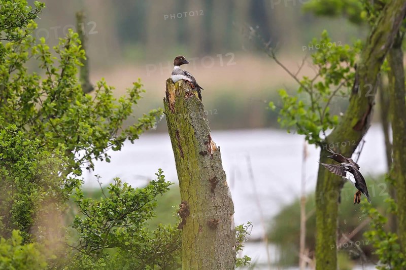 Common Goldeneye (Bucephala clangula) female approaching to the nest, Mecklenburg-Western Pomerania, Germany