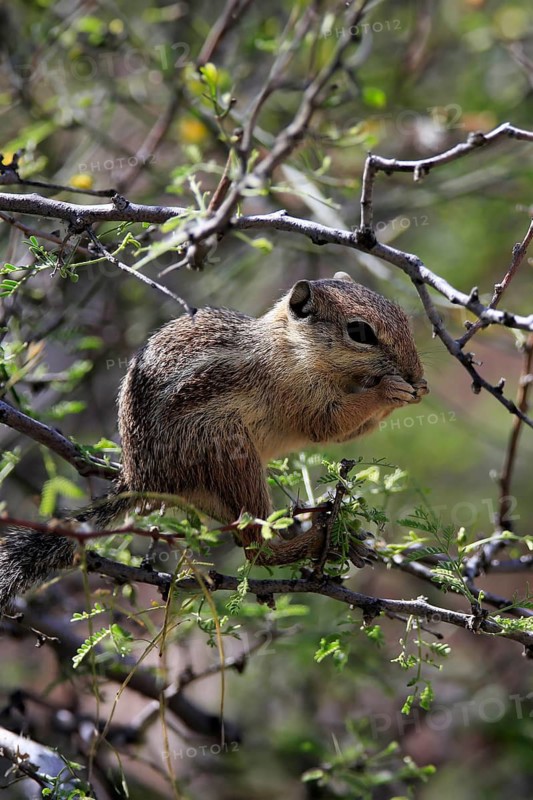 Antelope gopher, (Ammospermophilus harrisii), adult, on tree, foraging, Sonoran Desert, Arizona, North America, USA