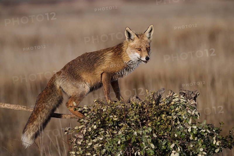 A vigilant fox stands gracefully atop a branch, surveying its surroundings in a covered field, highlighted by soft morning light ready to hunt