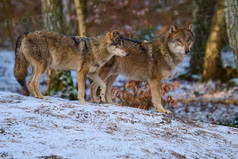 Two wolves standing close together in a winter forest, Winter, Wolf (Canis lupus), Germany
