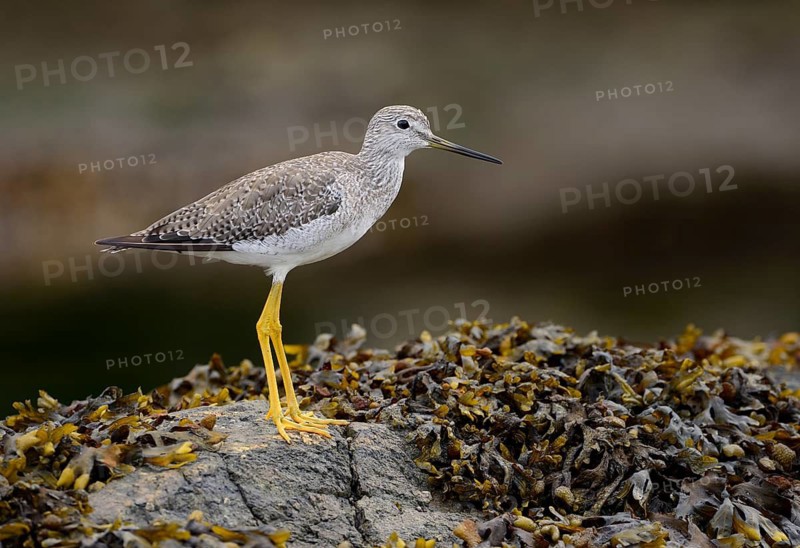 Greater Yellowlegs (Tringa melanoleuca), British Columbia, Canada