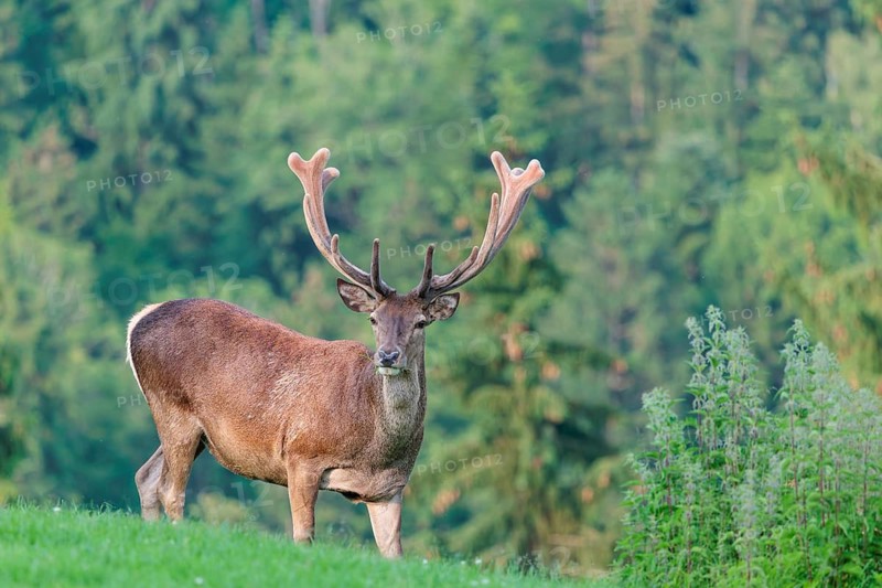 A red deer stag (Cervus elaphus) with its velvet antlers stands in a green meadow in hilly terrain. A forest can be seen in the background. Bavaria, Germany