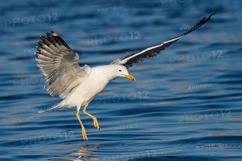 Baraba Gull (Larus fuscus barabensis) flying, Eilat, Israel