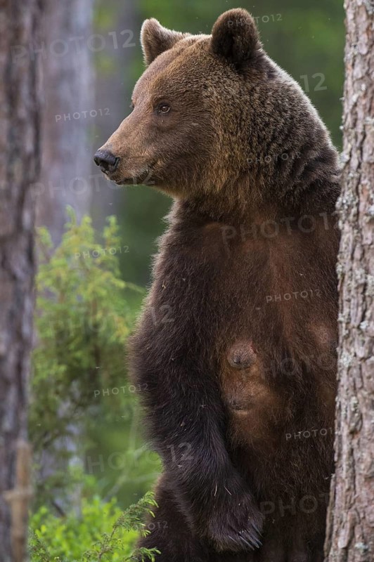Eurasian Brown Bear (Ursus arctos) standing upright in-between trees in forest, Finland