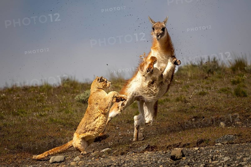 Cougar (Cougar concolor) attacking guanaco (Llama guanicoe), predator and prey in action, rising dust in grassland, Torres del Paine National Park, Patagonia, Chile