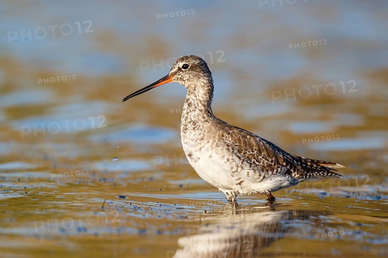 Spotted Redshank (Tringa erythropus) foraging, Lesvos, Greece