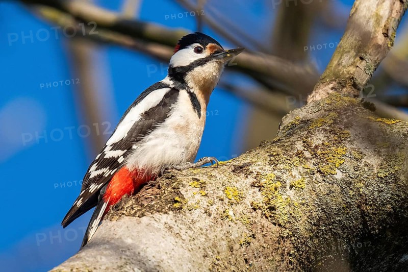 Great spotted woodpecker (Dendrocopos major) in a walnut tree, Baden-Württemberg, Germany