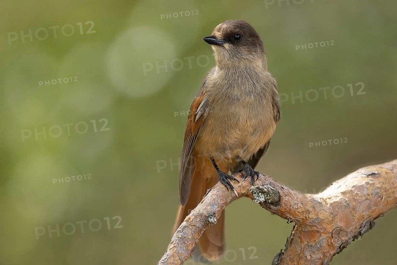 Siberian Jay (Perisoreus infaustus) perched on a branch, Dalarna, Sweden