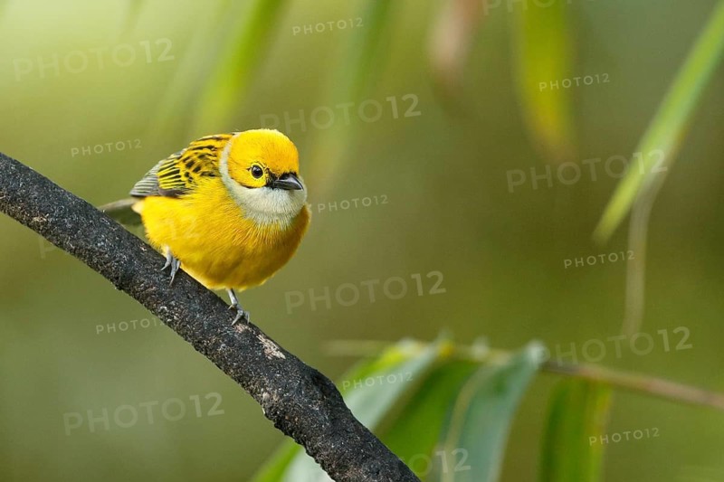 Silver-throated Tanager (Tangara icterocephala) perched on a branch, Costa Rica