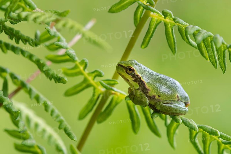 European tree frog (Hyla arborea), Zandvort, Netherlands