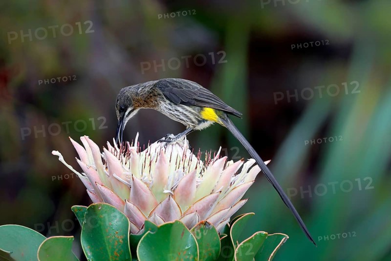Cape Honeybird (Promerops cafer), adult, male, on flower, foraging, Protea, vigilant, Kirstenbosch Botanical Gardens, Cape Town, South Africa
