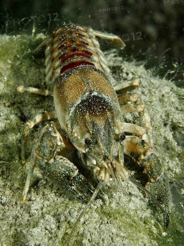 An American crayfish (Faxonius limosus), invasive species, crawling over algae in the water. Dive site Kleiner Parkplatz, Herrliberg, Lake Zurich, Canton Zurich, Switzerland