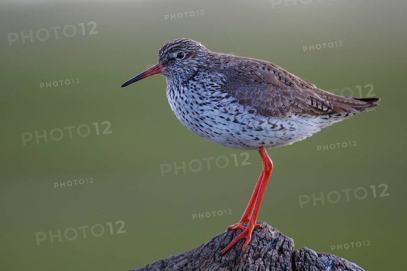 Common Redshank (Tringa totanus) perched on a pale, Netherlands