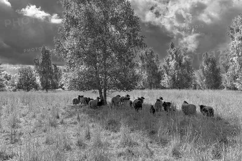 Sheep, heather graze a nature reserve, Schwerin, Mecklenburg-Western Pomerania, Germany