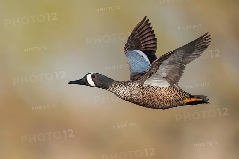 Blue-winged Teal (Anas discors) flying above pond in Manitoba, Canada