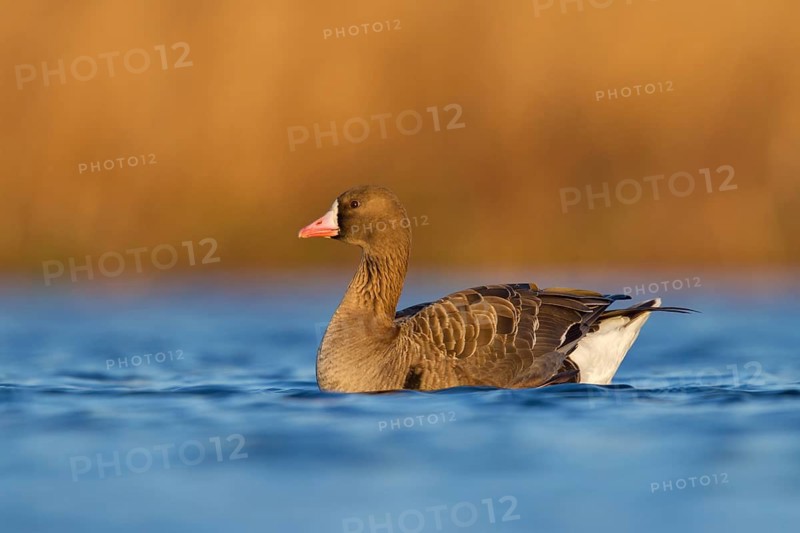 Greater White-fronted Goose (Anser albifrons), Utrecht, Netherlands
