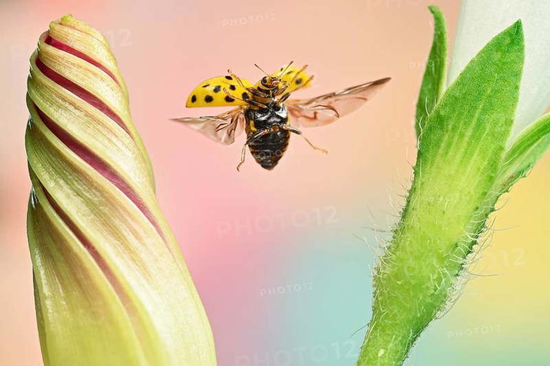 Twenty-two-spot ladybird (Psyllobora vigintiduopunctata) in flight on a bindweed (Ipomoea)