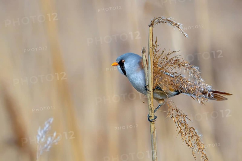 Bearded reedling, bearded tit (Panurus biarmicus) adult male perched on reed stem while foraging among seed heads in reedbed at wetland in spring
