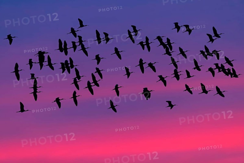 Glossy ibis, Brown ibis, Brown ibis, Flight photo, Evening sky, Sunset, Silhouettes, Animals, Birds, (Plegadis falcinellus), Ibis falcinelle, Bird migration, Group, Lesbos, Lesbos Island, Greece