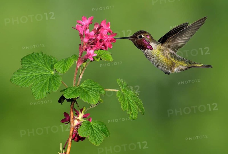 Anna's Hummingbird Male (Calypte anna) - Victoria BC, Canada