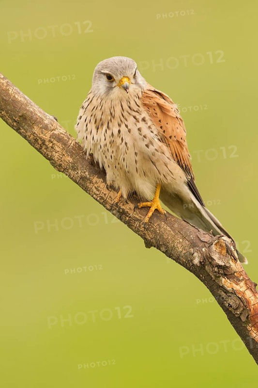 Common Kestrel (Falco tinnunculus) male perched on a branch, Serbia