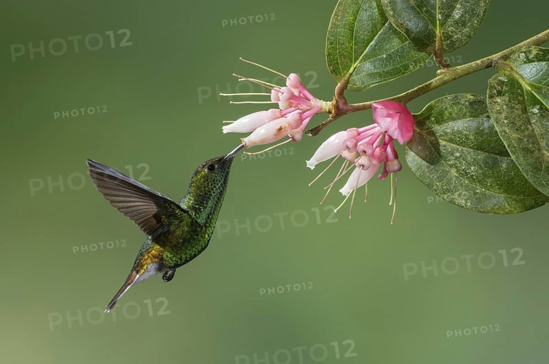 Coppery-headed Emerald (Elvira cupreiceps), Costa Rica