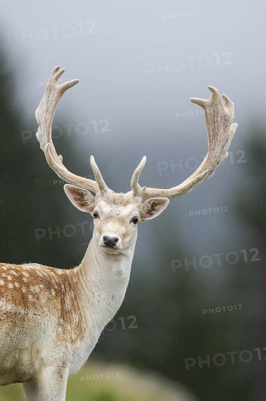 European fallow deer (Dama dama) stag, portrait, tirol, Kitzbühel, Wildpark Aurach, Austria